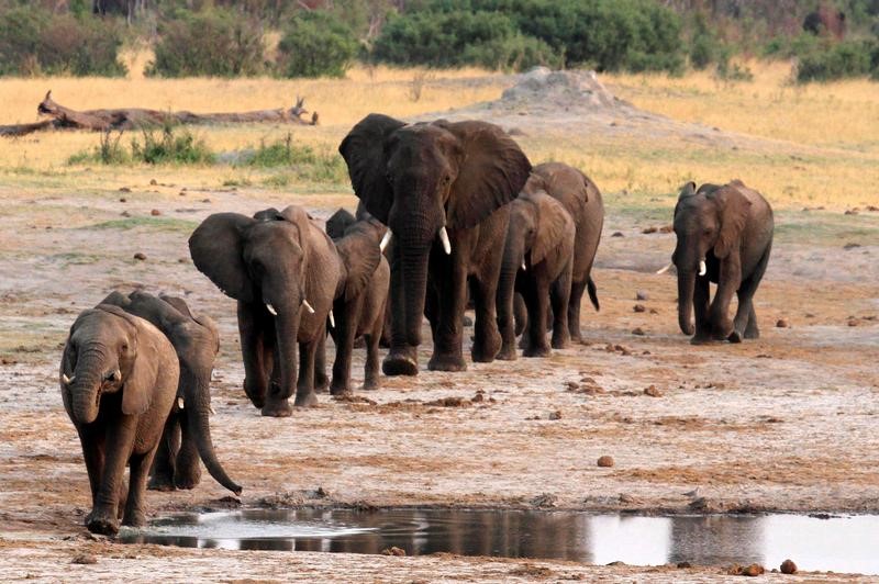 © Reuters. TRUMP SUSPEND L'AUTORISATION D'IMPORTATION DES TROPHÉES DE CHASSE