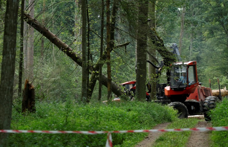 © Reuters. FILE PHOTO: Logging machine is pictured during logging at Bialowieza forest, near Bialowieza