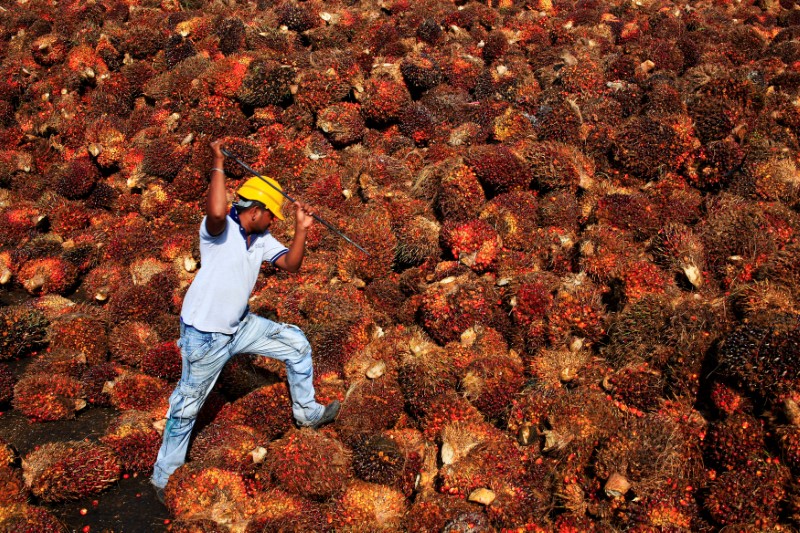 © Reuters. FILE PHOTO: A worker collects palm oil fruit inside a palm oil factory in Sepang