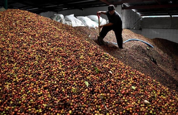 © Reuters. Funcionário lava grãos de café  em fábrica de Semarang, Indonésia