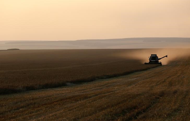 © Reuters. Combain harvests wheat is seen during sunset in a field of the Demidovo farm outside the Siberian village of Legostaevo, in Krasnoyarsk region