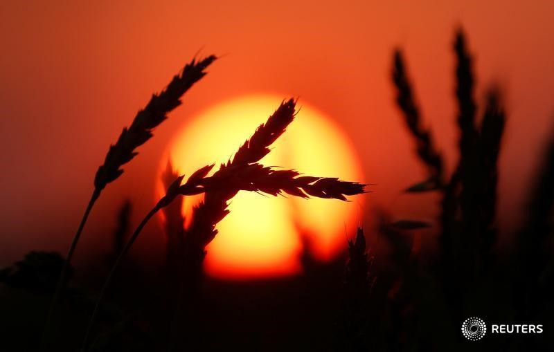 © Reuters. Пшеница на поле у села Легостаево Красноярского края