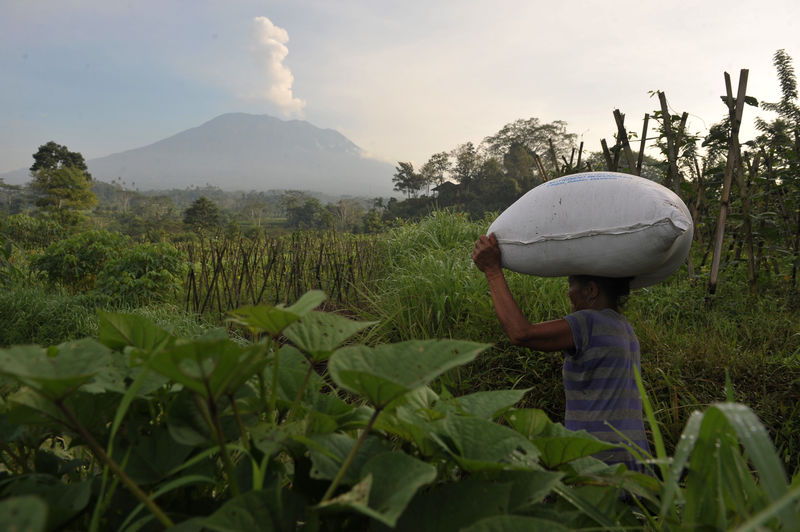 © Reuters. Fazendeira carrega saco de fertilizante, enquanto monte Agung emite fumaça, em Bali, Indonésia