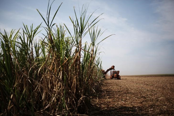 © Reuters. Colheitadeira em plantação de cana-de-açúcar em Ribeirão Preto, no Estado de São Paulo, Brasil