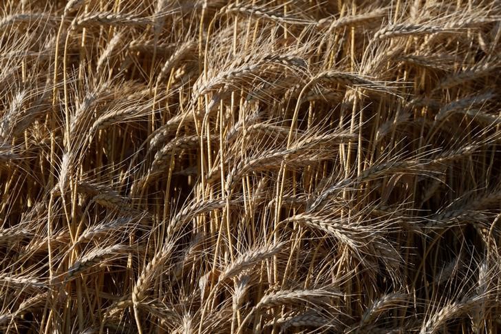 © Reuters. صادرات القمح الأوكرانية إلى الشرق الأوسط تقفز 46% في أربعة أشهر