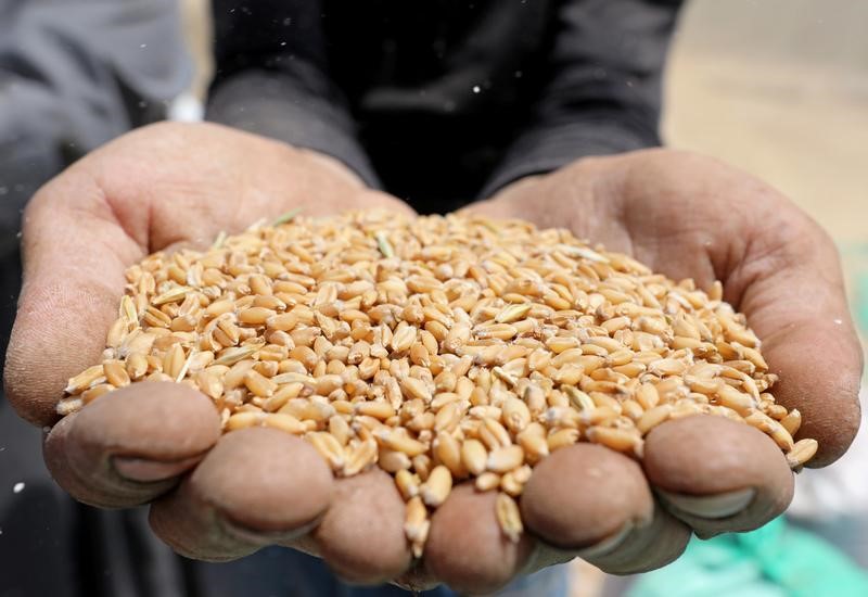 © Reuters. وزارة: احتياطي القمح الاستراتيجي لمصر يكفي لمنتصف أبريل