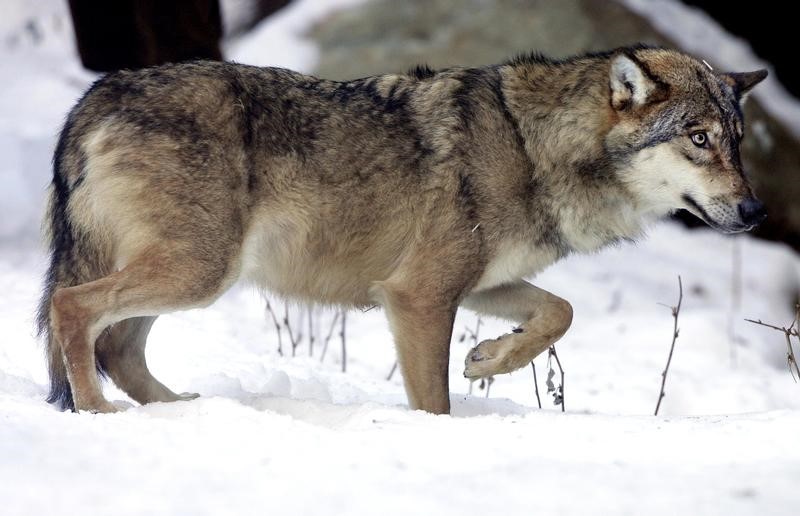 © Reuters. LE CONSEIL D'ÉTAT VALIDE L'ABATTAGE DES LOUPS