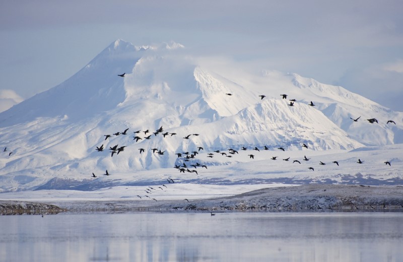 © Reuters. QUANTITÉ RECORD DE NEIGE EN ALASKA À CAUSE DU CHANGEMENT CLIMATIQUE