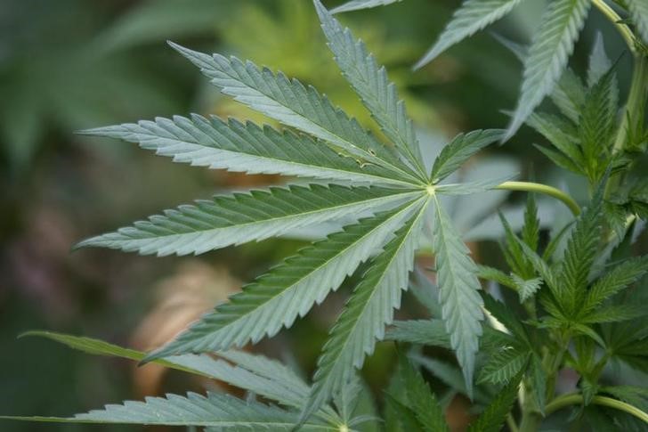 © Reuters. Plantação de maconha nas redondezas da cidade de Casas Grandes, no México