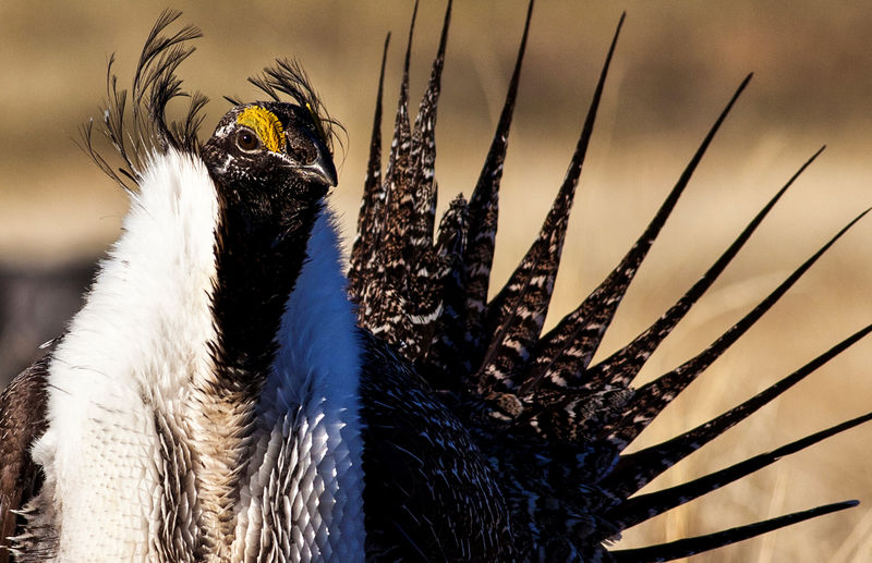 © Reuters. FILE PHOTO: U.S. Bureau of Land Management photo of sage grouse