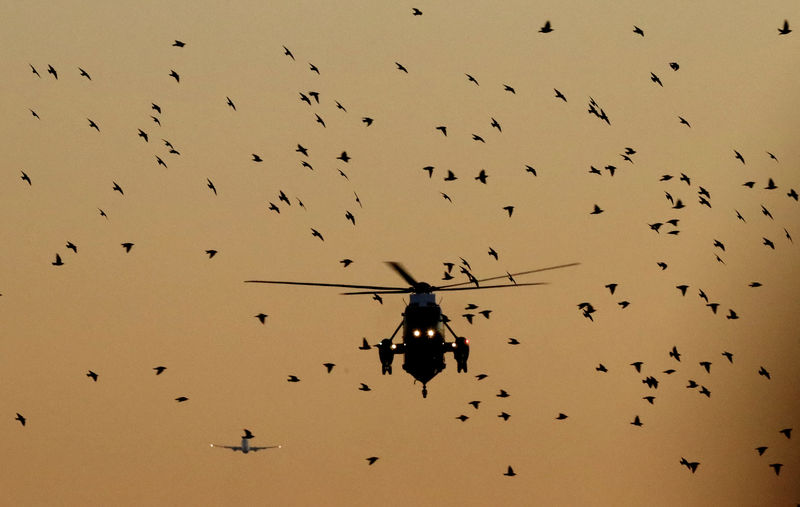 © Reuters. إدارة ترامب: قتل الطيور المهاجرة بطريق الخطأ ليس جريمة