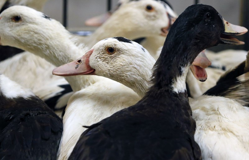 © Reuters. SUSPICION DE GRIPPE AVIAIRE DANS LES LANDES