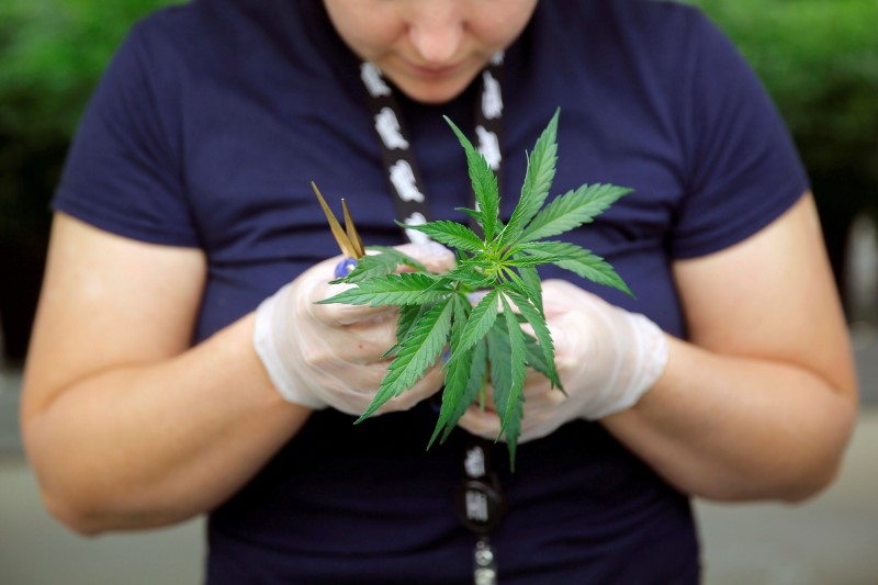 © Reuters. FILE PHOTO: Section Grower Blenk inspects a marijuana plant clone before planting it at Tweed Marijuana Inc in Smith's Falls