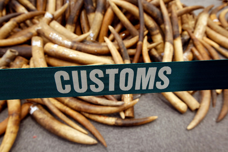 © Reuters. FILE PHOTO: Ivory tusks seized by Hong Kong Customs are displayed at a news conference in Hong Kong