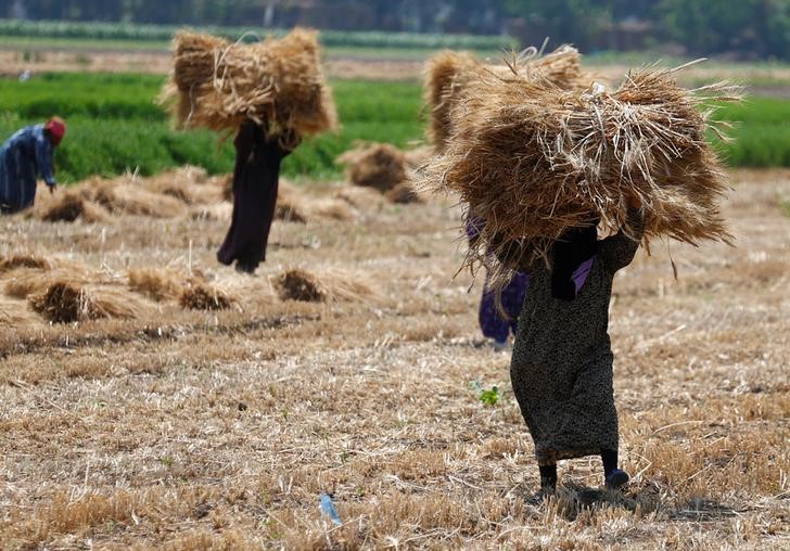 © Reuters. Agricultores trabalham em campo de trigo em El-Menoufia, no Egito