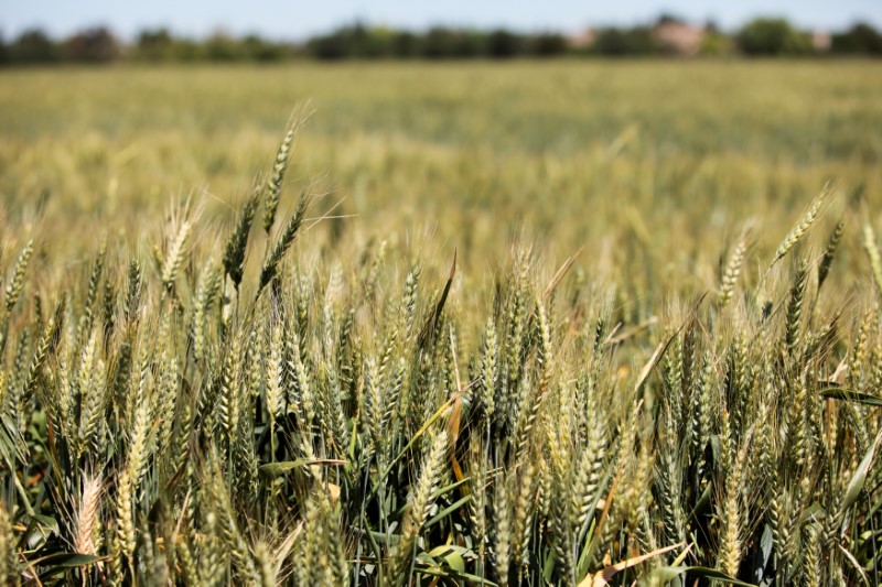 © Reuters. FILE PHOTO: An early crop of wheat in the Central Valley in Davis