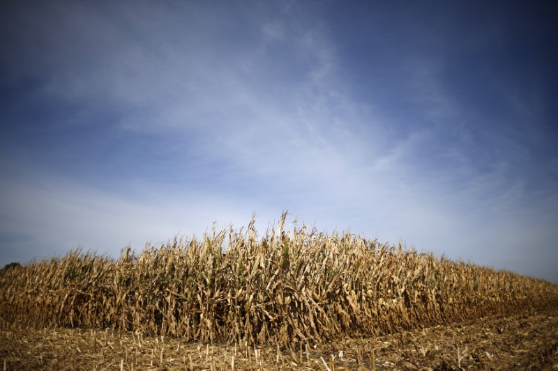 © Reuters. Rows of corn wait to be harvested in a field in Minooka, Illinois