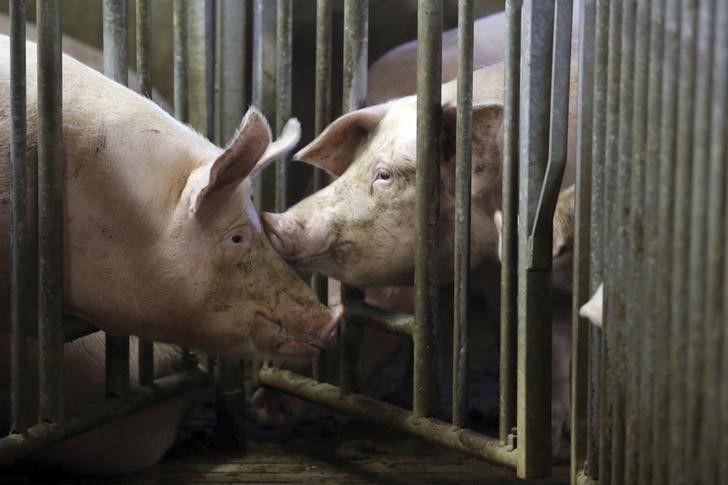 © Reuters. Pigs are seen at a pig farming in Lamballe, central Brittany