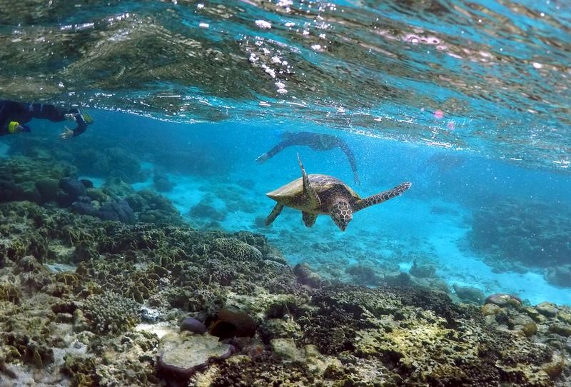 © Reuters. السلاحف تولد إناثا لارتفاع درجات الحرارة عند الحاجز المرجاني العظيم