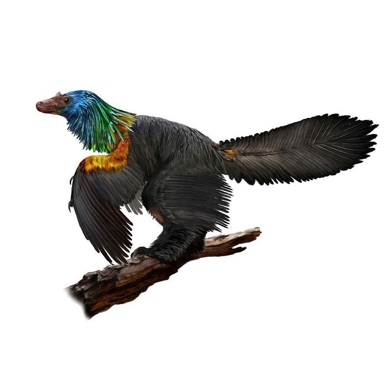 © Reuters. اكتشاف ديناصور صيني بريش ملون مثل الطائر الطنان