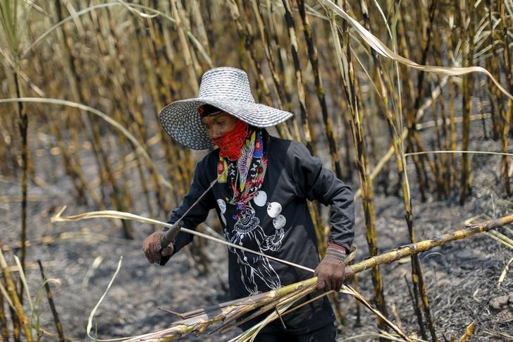 © Reuters. Funcionária trabalha em plantação de cana de açúcar na província de Ratchaburi, na Tailândia