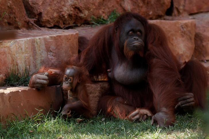 © Reuters. Filhote de orangotango-de-bornéu brinca com a mãe em Fuengirola, na Espanha