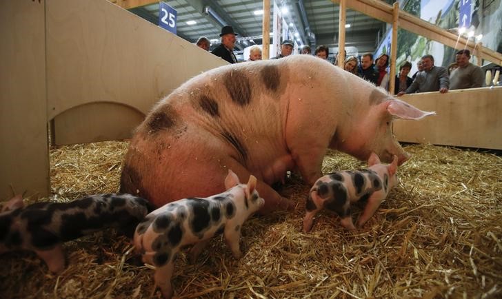 © Reuters. Visitors look at a pig in a pen during the opening of the Green Week international food, agriculture and horticulture fair in Berlin