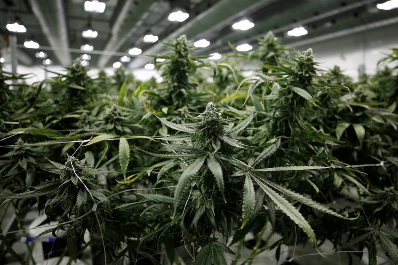 © Reuters. Flowering marijuana plants are pictured at the Canopy Growth Corporation facility in Smiths Falls