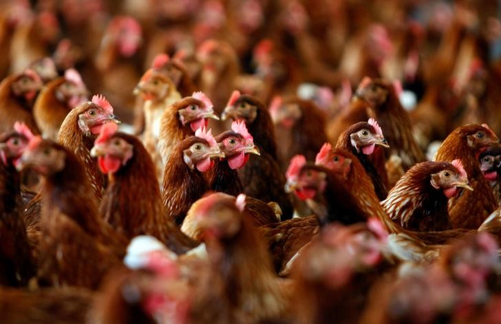 © Reuters. File photo of cage free hens at an egg farm
