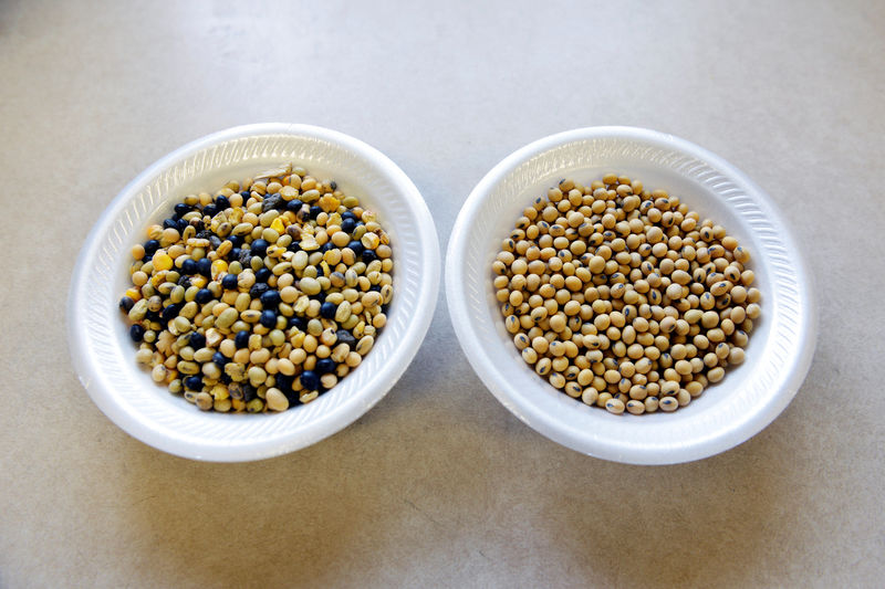 © Reuters. A sample of unprocessed soybeans next to a sample of cleaned and processed soybeans at Peterson Farms Seed facility in Fargo