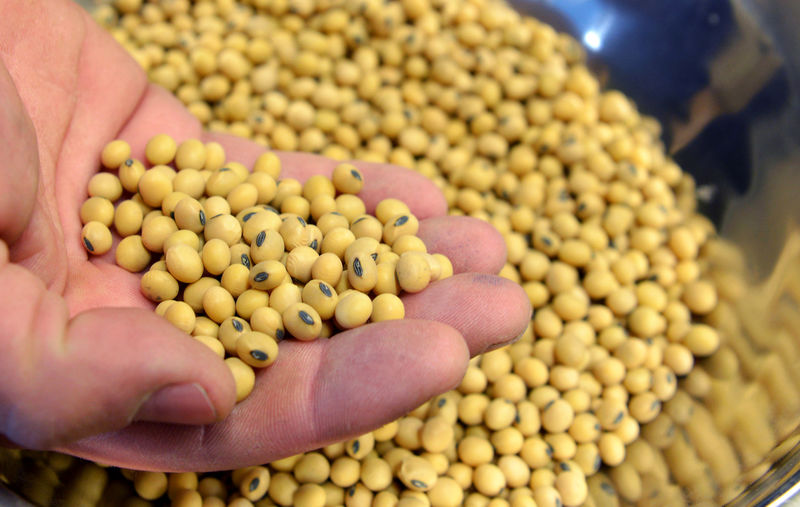 © Reuters. FILE PHOTO: A sample of clean, processed soybeans at Peterson Farms Seed facility in Fargo