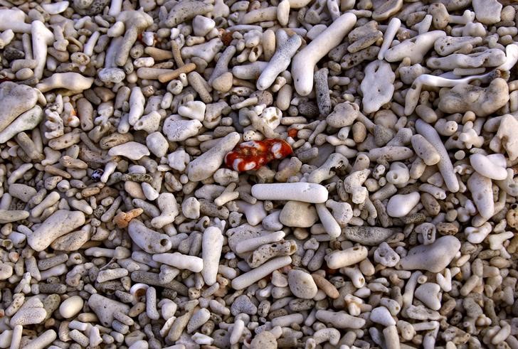 © Reuters. Los arrecifes de coral están enfermando por los desechos de plástico