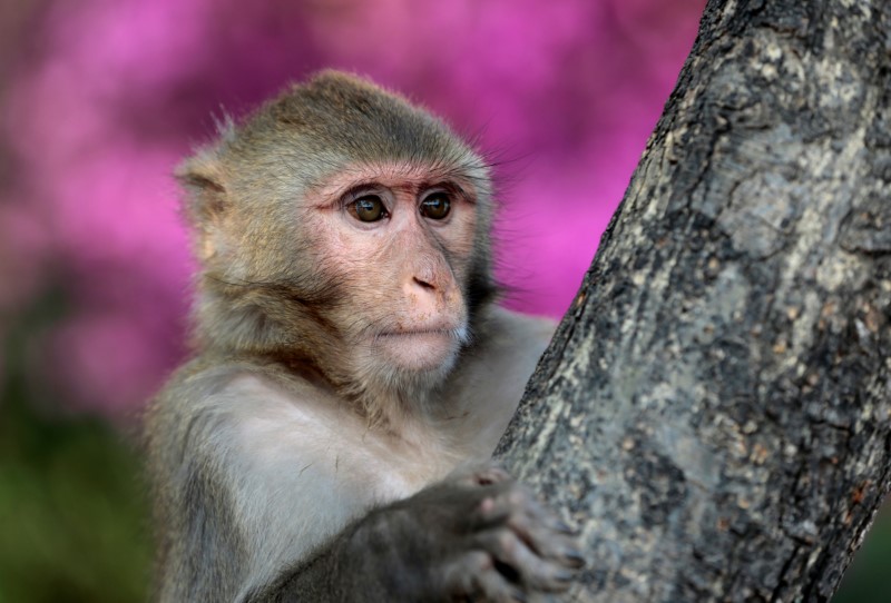 © Reuters. A monkey watches tourists from a tree in the hills overlooking Islamabad