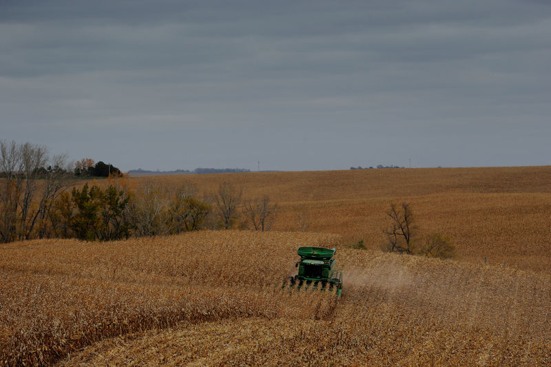 © Reuters. Farmer Blake Erwin drives a combine as he harvests corn on his farm near Dixon, Nebraska