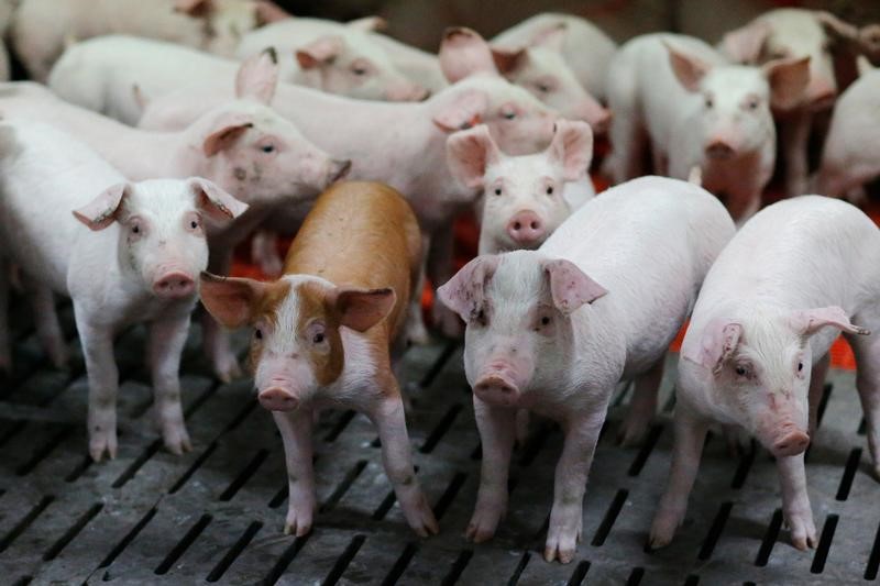 © Reuters. OPÉRATIONS COUP DE POING DES AGRICULTEURS DANS L'OUEST