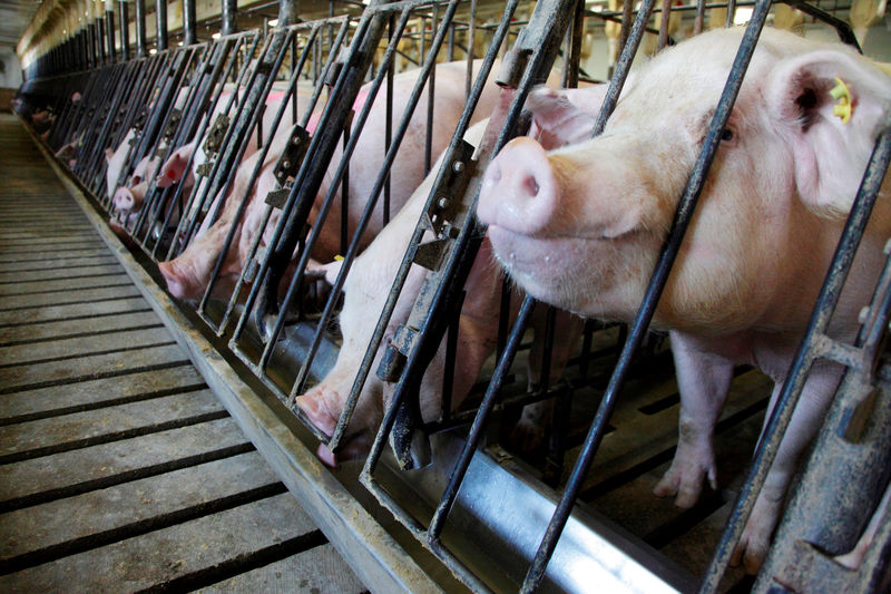 © Reuters. FILE PHOTO: Sows feed at Whiteshire Hamroc farm in Albion, Indiana