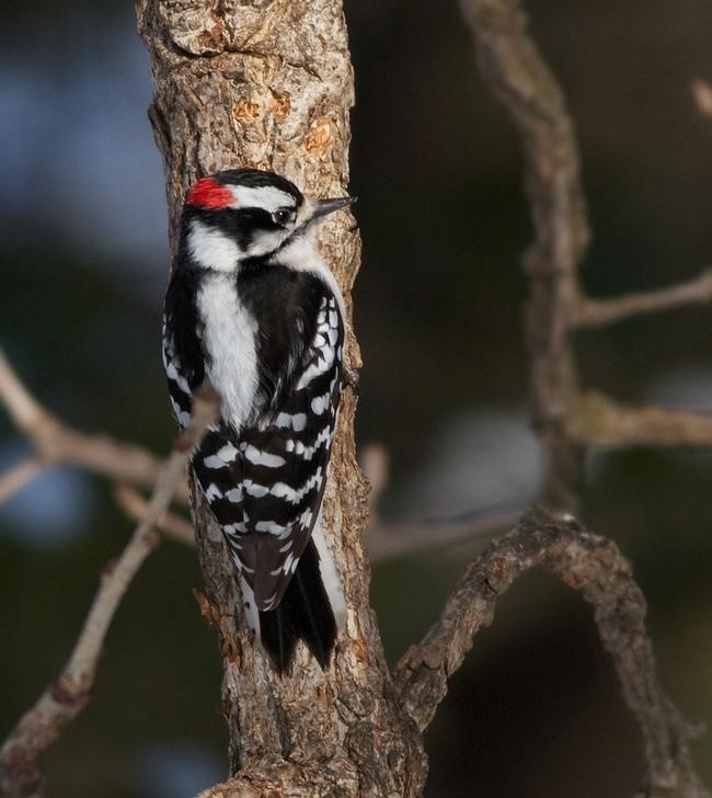 © Reuters. دراسة تبحث أثر نقر جذوع الأشجار على دماغ طائر نقار الخشب