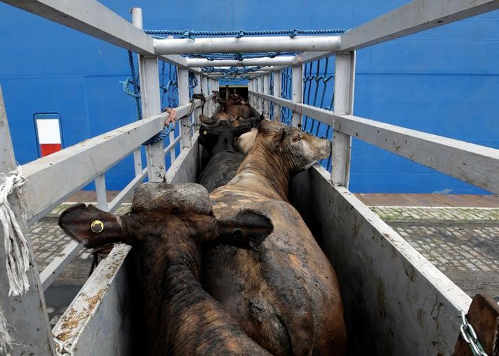 © Reuters. Cattle are loaded at the Lebanese flag ship NADA in the port of Santos