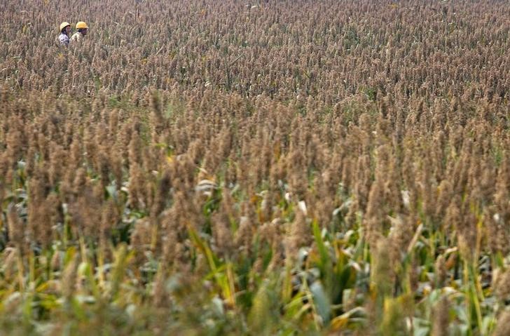 © Reuters. FILE PHOTO - People ride past a sorghum field in Kinmen County, Taiwan