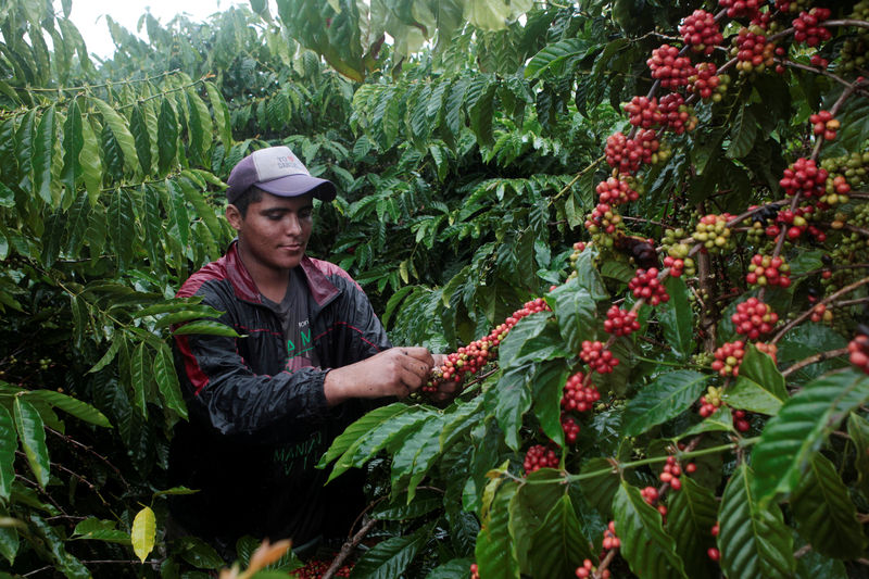 © Reuters. Worker harvests robusta coffee fruits at a plantation in Nueva Guinea