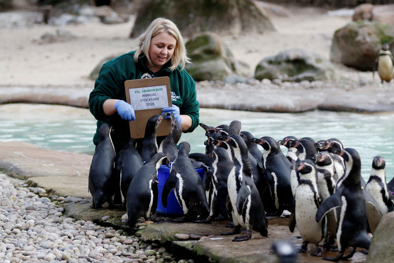 © Reuters. Penguins are counted during the Annual Stocktake at ZSL London Zoo in London