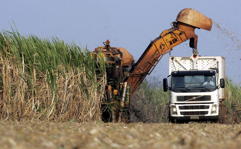 © Reuters. FILE PHOTO: A truck is loaded with organic sugar cane in a refinary's farm in Santa Rita do Passa Quatro, Brazil.