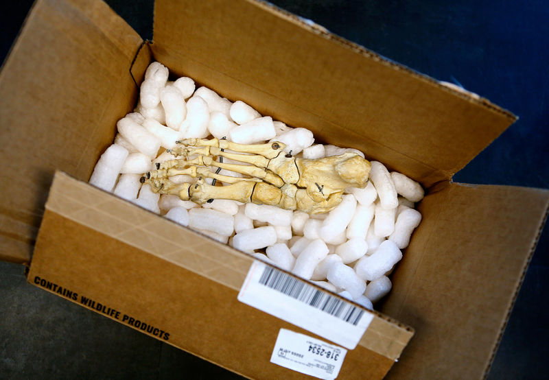 © Reuters. A human forefoot is sold by Skulls Unlimited is shown after it was unpacked in Washington