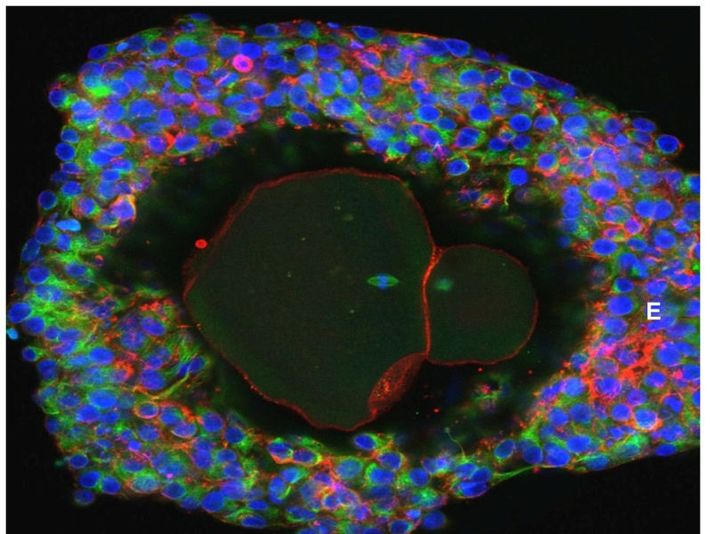 © Reuters. Los científicos desarrollan óvulos humanos hasta su madurez en el laboratorio