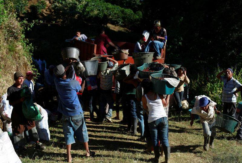 © Reuters. FILE PHOTO: Coffee pickers carry their freshly harvested coffee beans to be weighed on a plantation in San Isidro de Alajuela