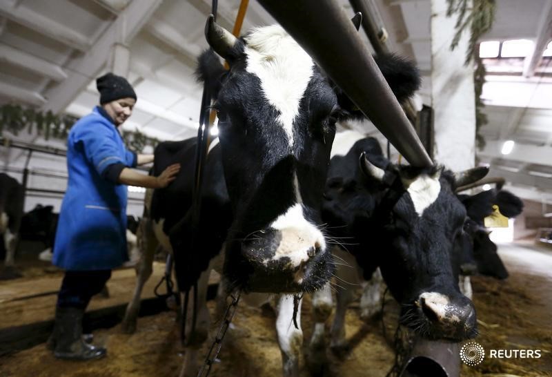 © Reuters. Коровы на ферме Туровского молочного комбината в деревне Дуброва