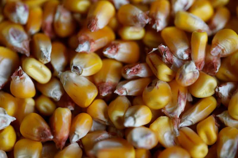 © Reuters. FILE PHOTO: A detail shows grains of maize are seen after harvest in Montbert