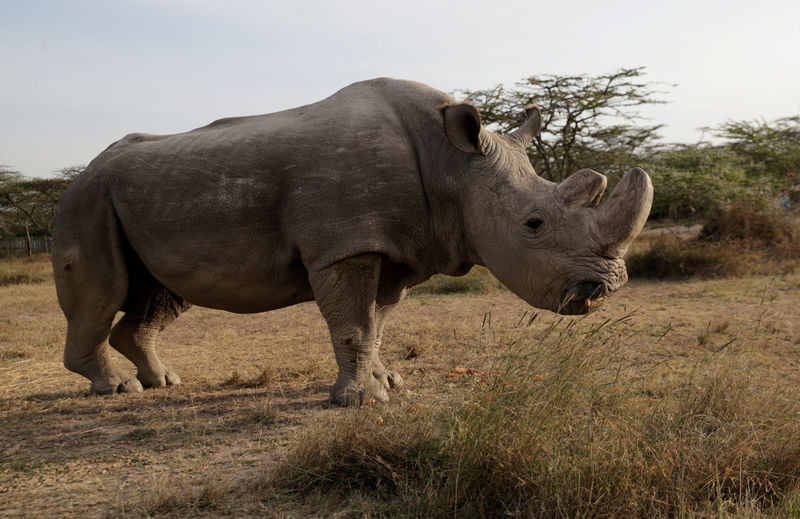 © Reuters. Muere el último macho de rinoceronte blanco del norte