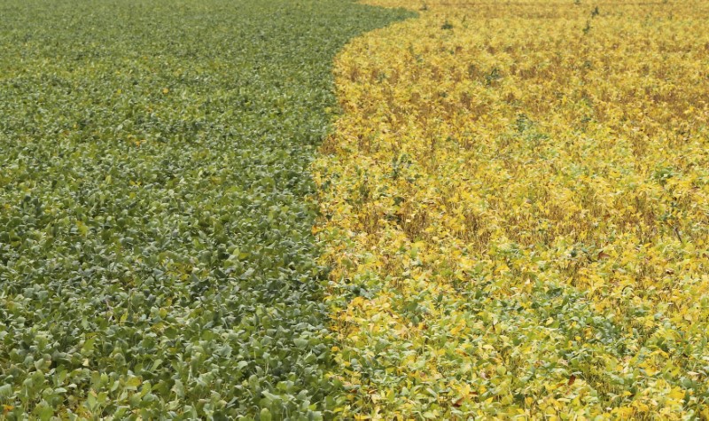 © Reuters. Visão geral de plantação de soja em Primavera do Leste, no Mato Grosso