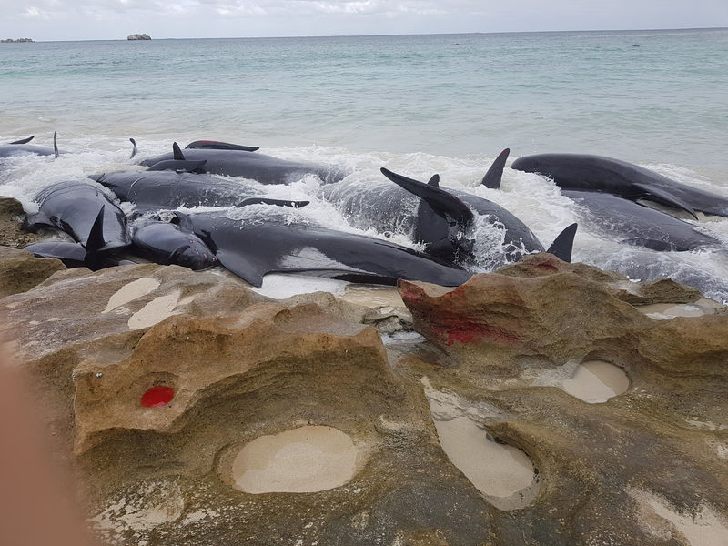 © Reuters. Intentan salvar a 15 ballenas tras quedar decenas varadas en Australia